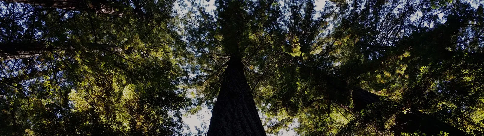 Northern California's Premier Website Design Specialists!